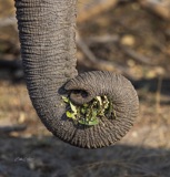 Elephant Posy Elephant Posy